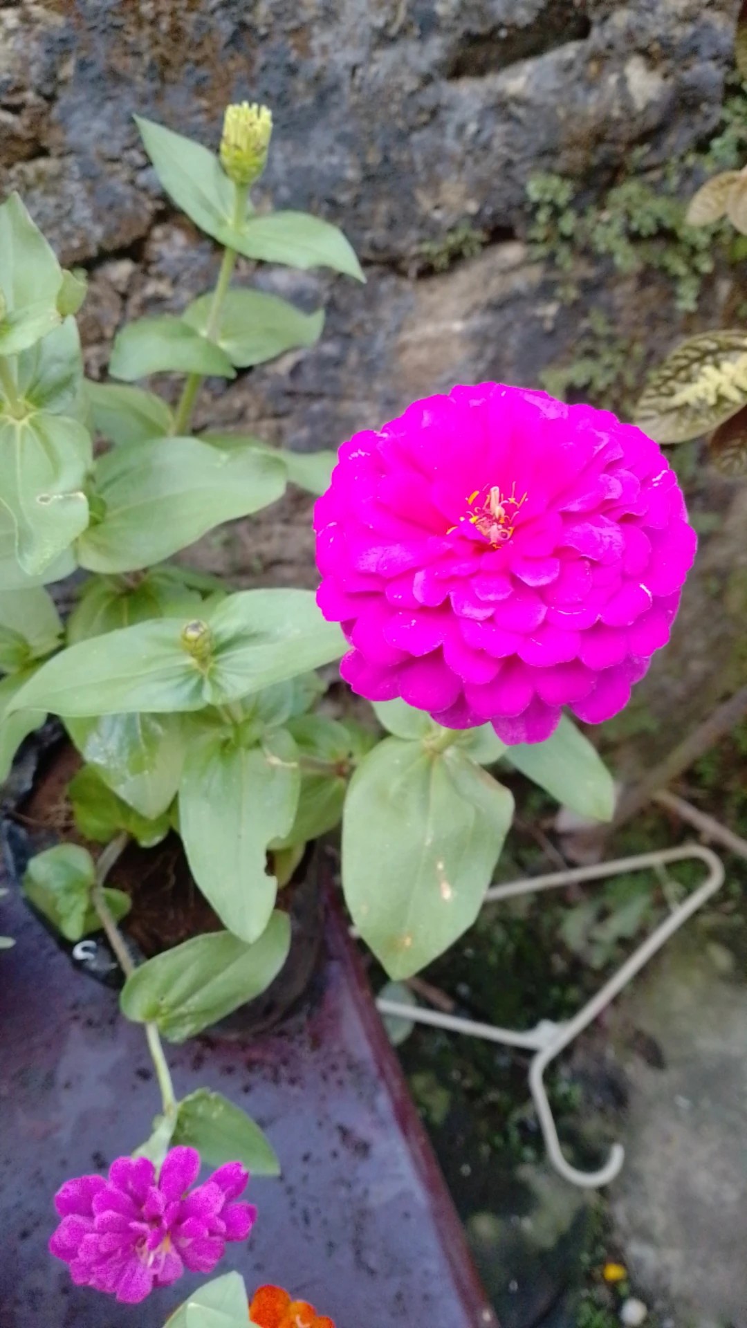 How to Treat Caterpillars Disease on Common zinnia?