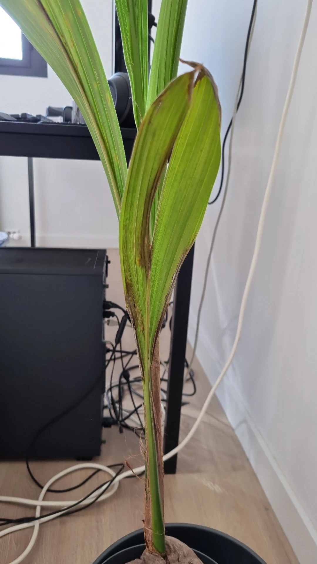 dischidia variegata 3