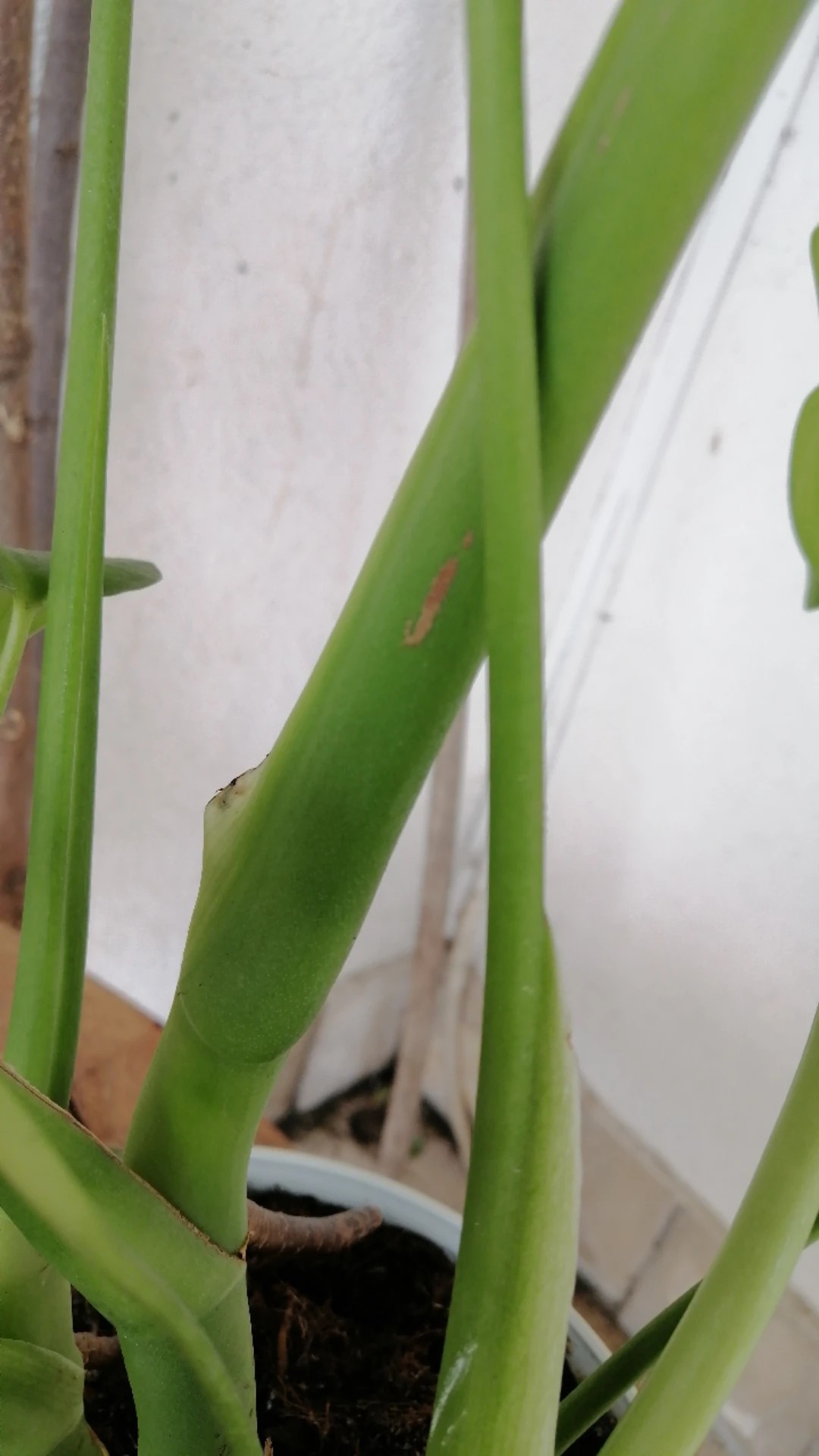 Cmo tratar la enfermedad Podredumbre de las hojas en Monstera deliciosa?