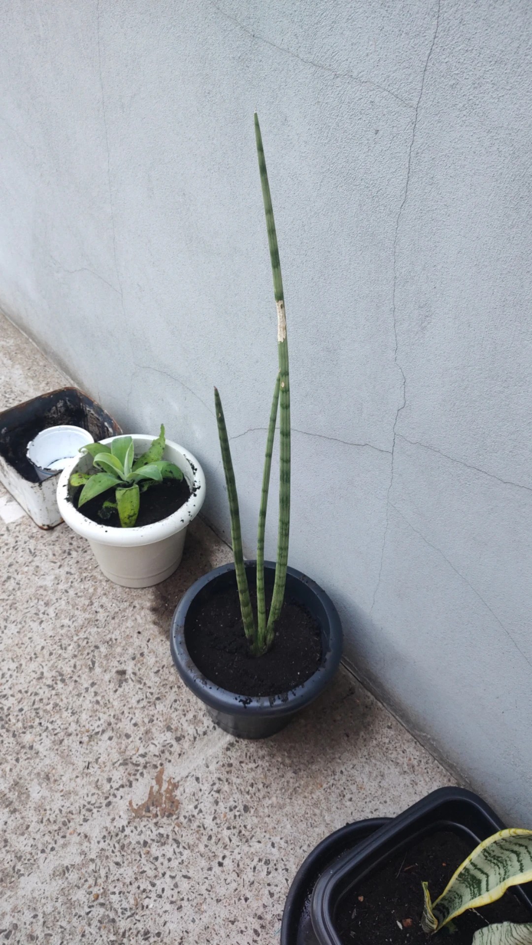 How to Treat Leaf blight Disease on Cylindrical snake plant?