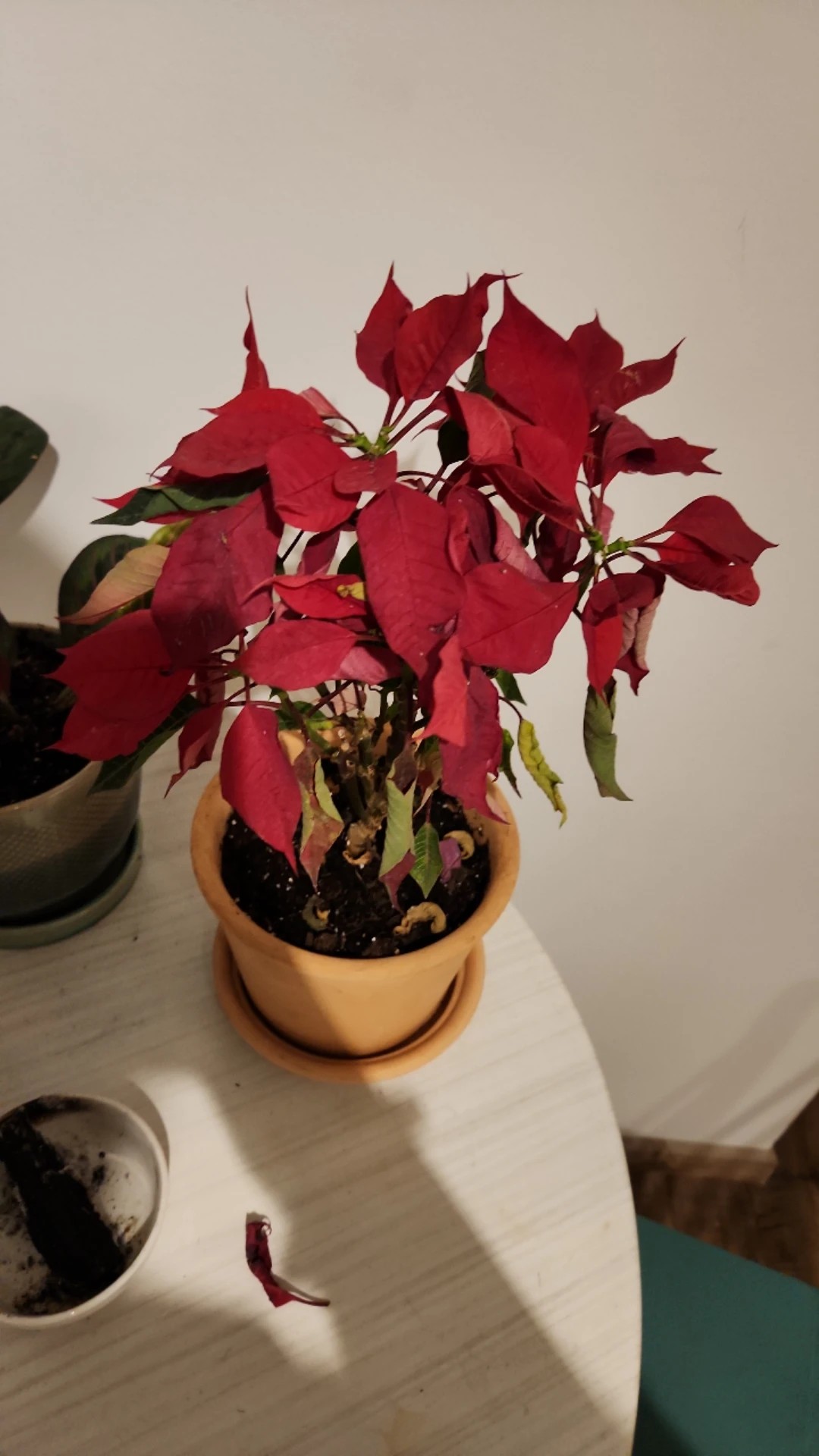 Wie behandelt man die Krankheit Gelbe Kanten bei Weihnachtsstern?