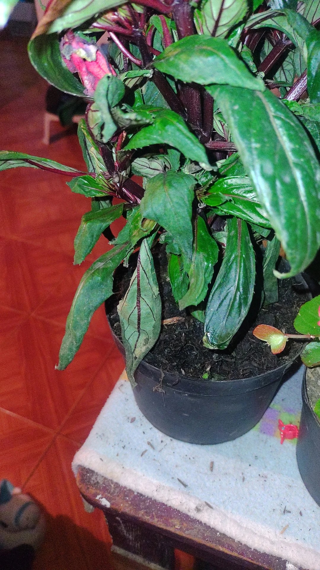 How to Treat Wilting Disease on New guinea impatiens?
