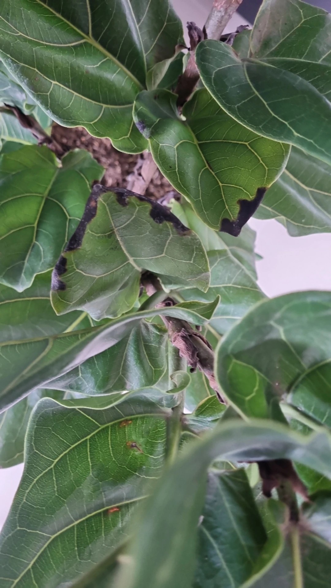 How to Treat Mealybug Disease on Fiddle-leaf fig?