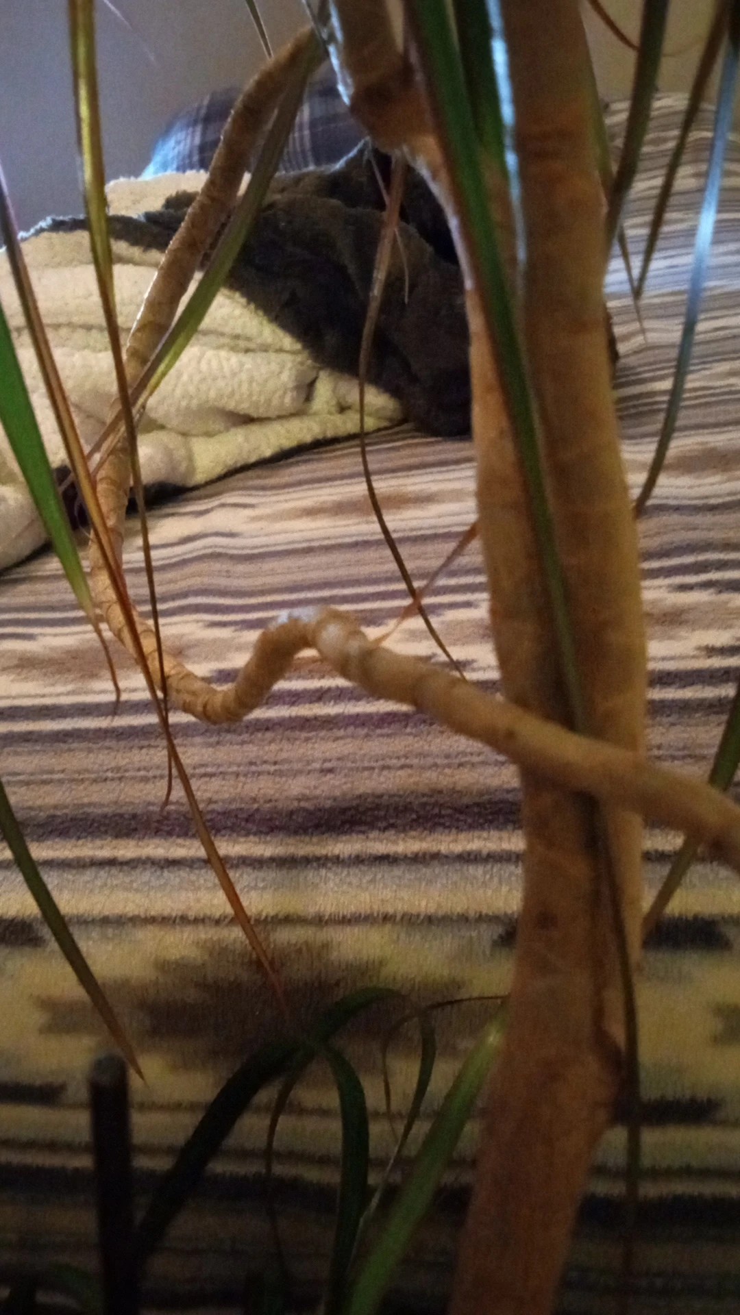Wie behandelt man die Krankheit Blattflecken bei Dracaena reflexa?