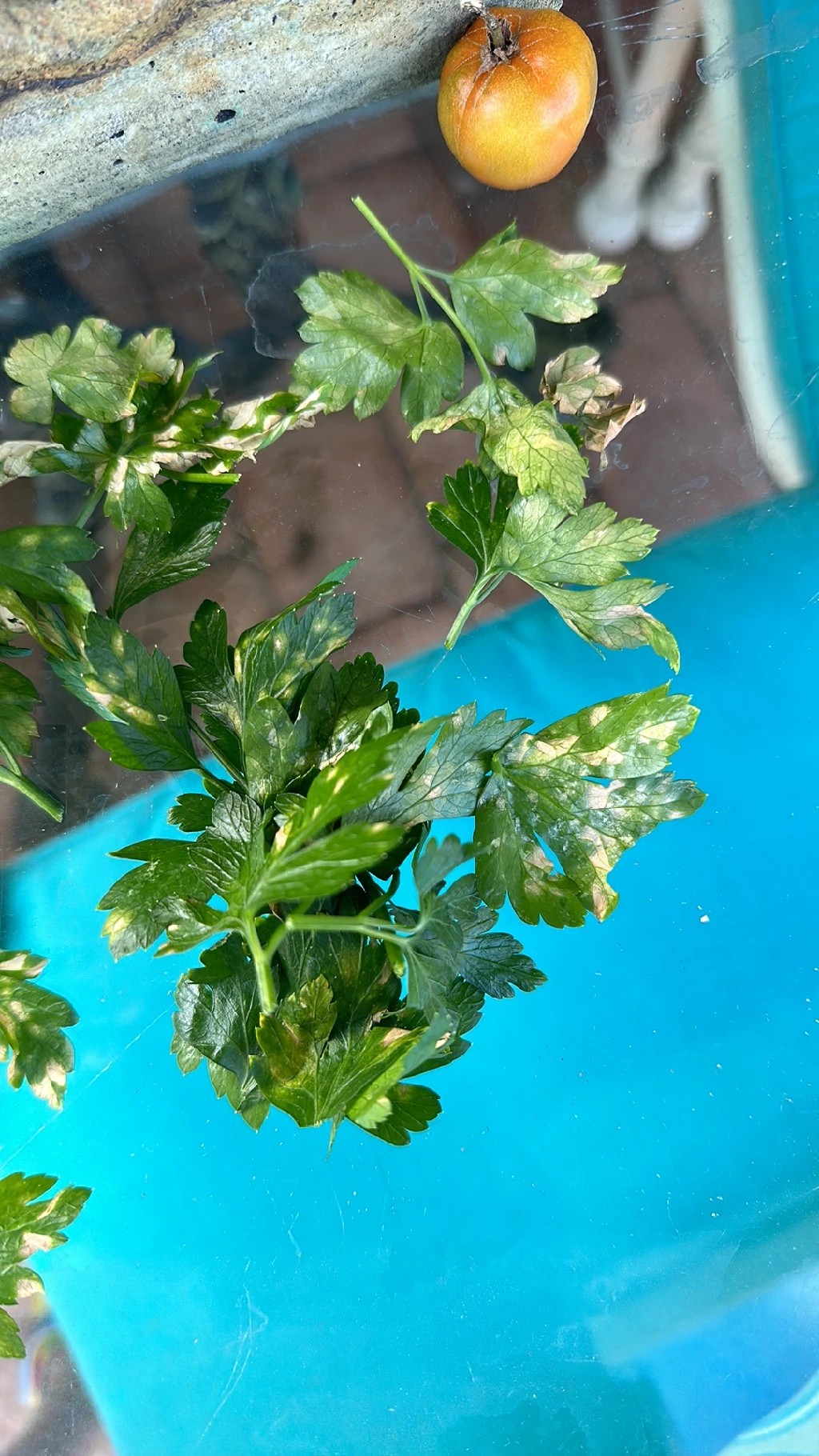 파슬리의 노란색 가장자리(을)를 치료하는 방법은 무엇인가요?, image size:1024x1820