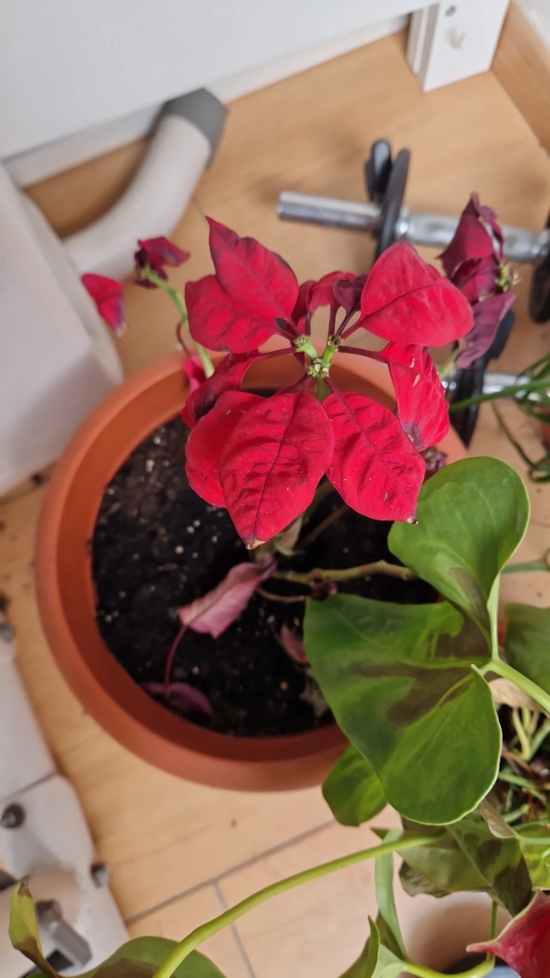 kaffeebaum zimmerpflanze pflege Kaffeepflanze Coffea Arabica 2 Pflanzen Ø12cm für Wohnraum & Büro