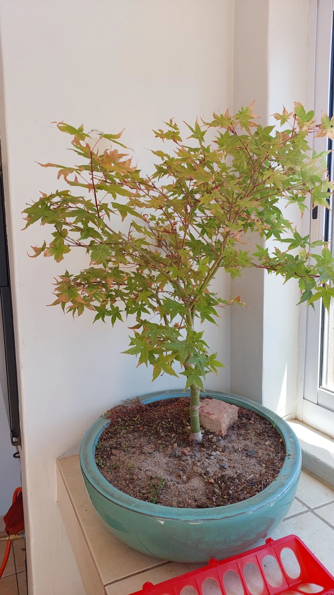 モミジの葉 赤と黄色 乾燥 【公式通販】