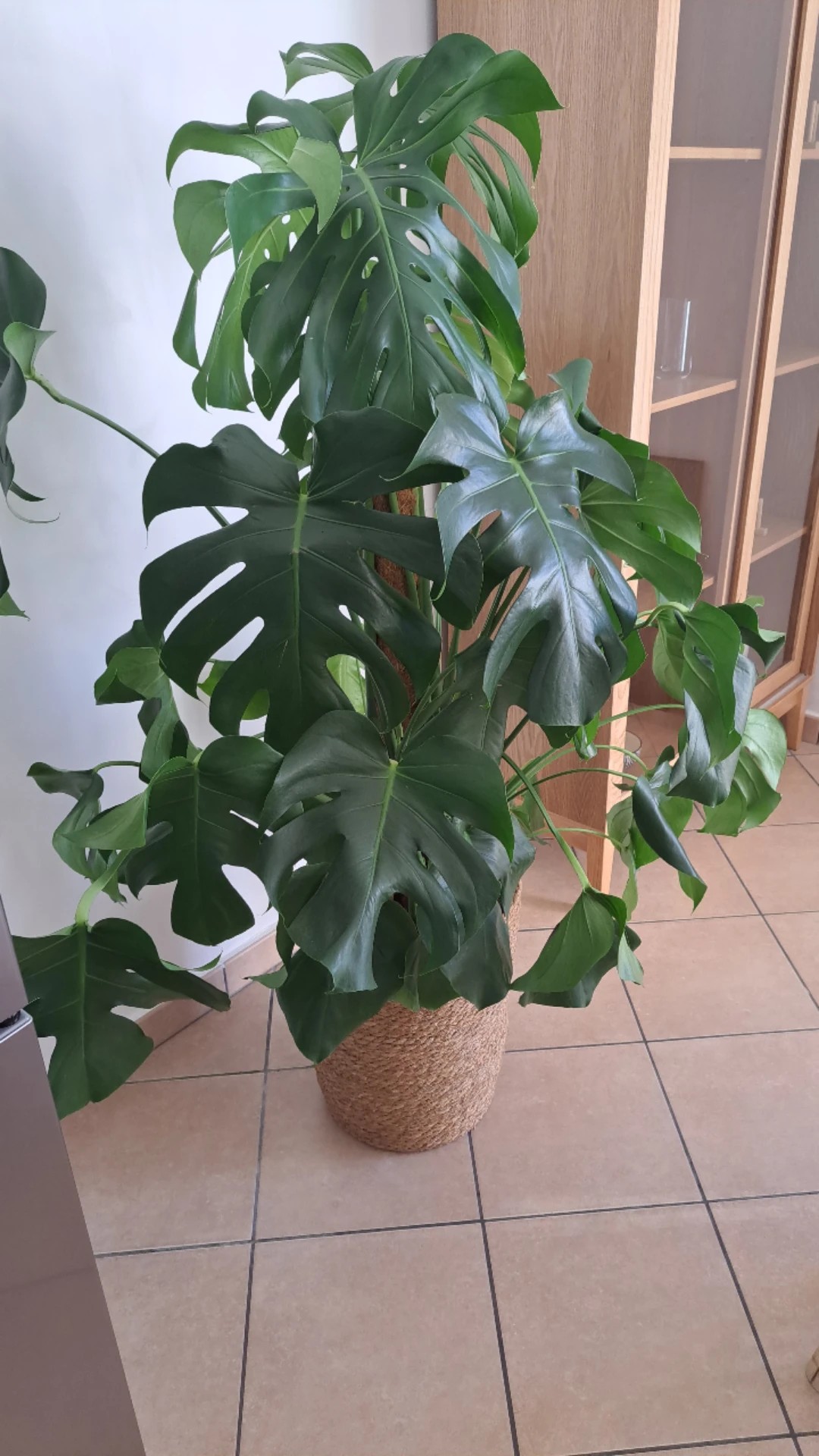 green imperial philodendron Philodendron Imperial Green Variegated 4” main image 1