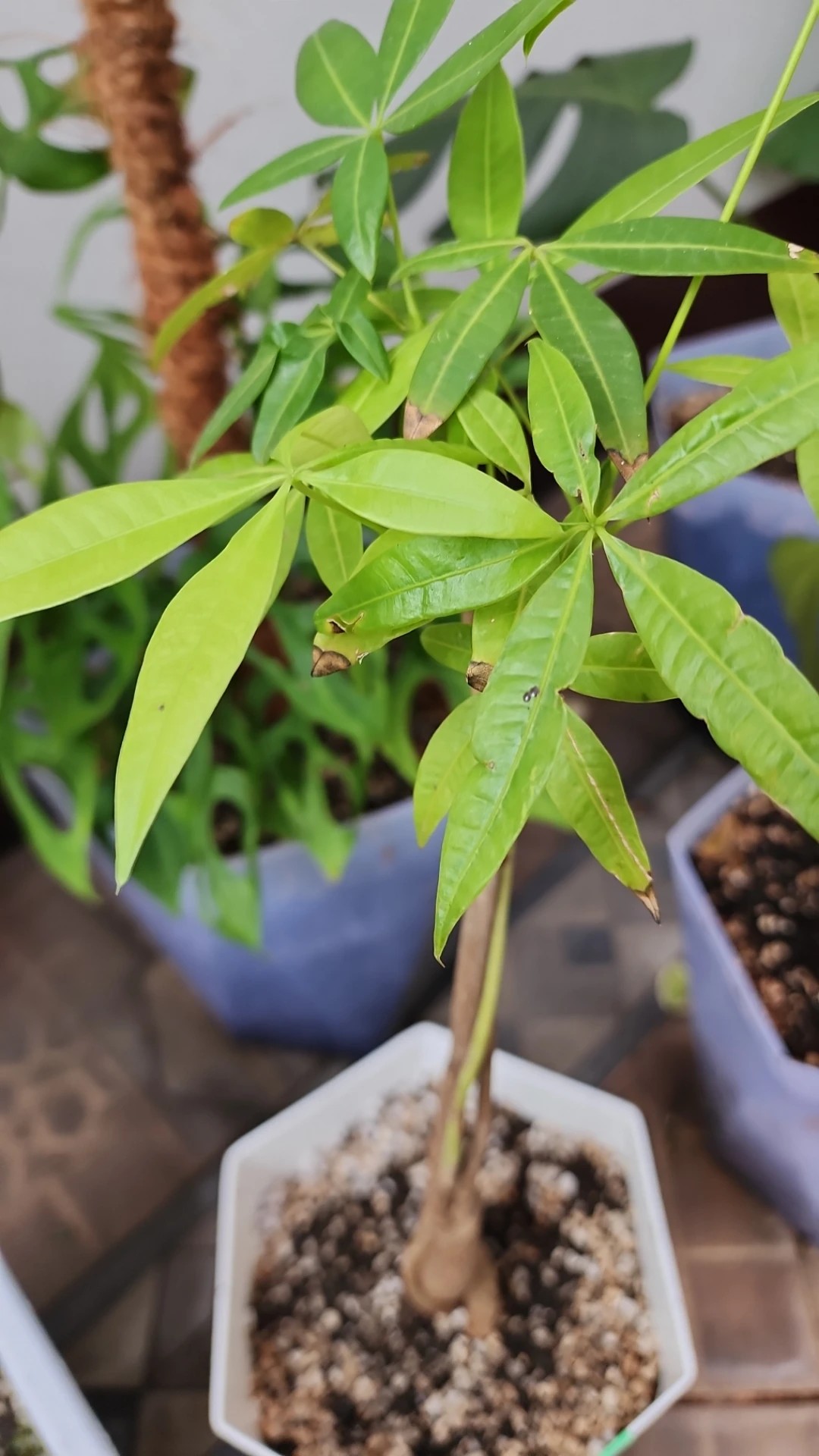 monstera variegated for sale Monstera 'Thai Constellation'