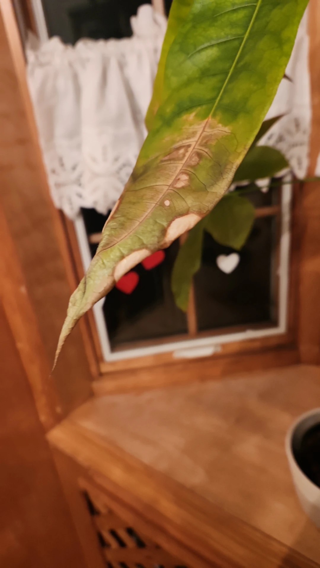 How to Treat Brown blotch Disease on Money tree?