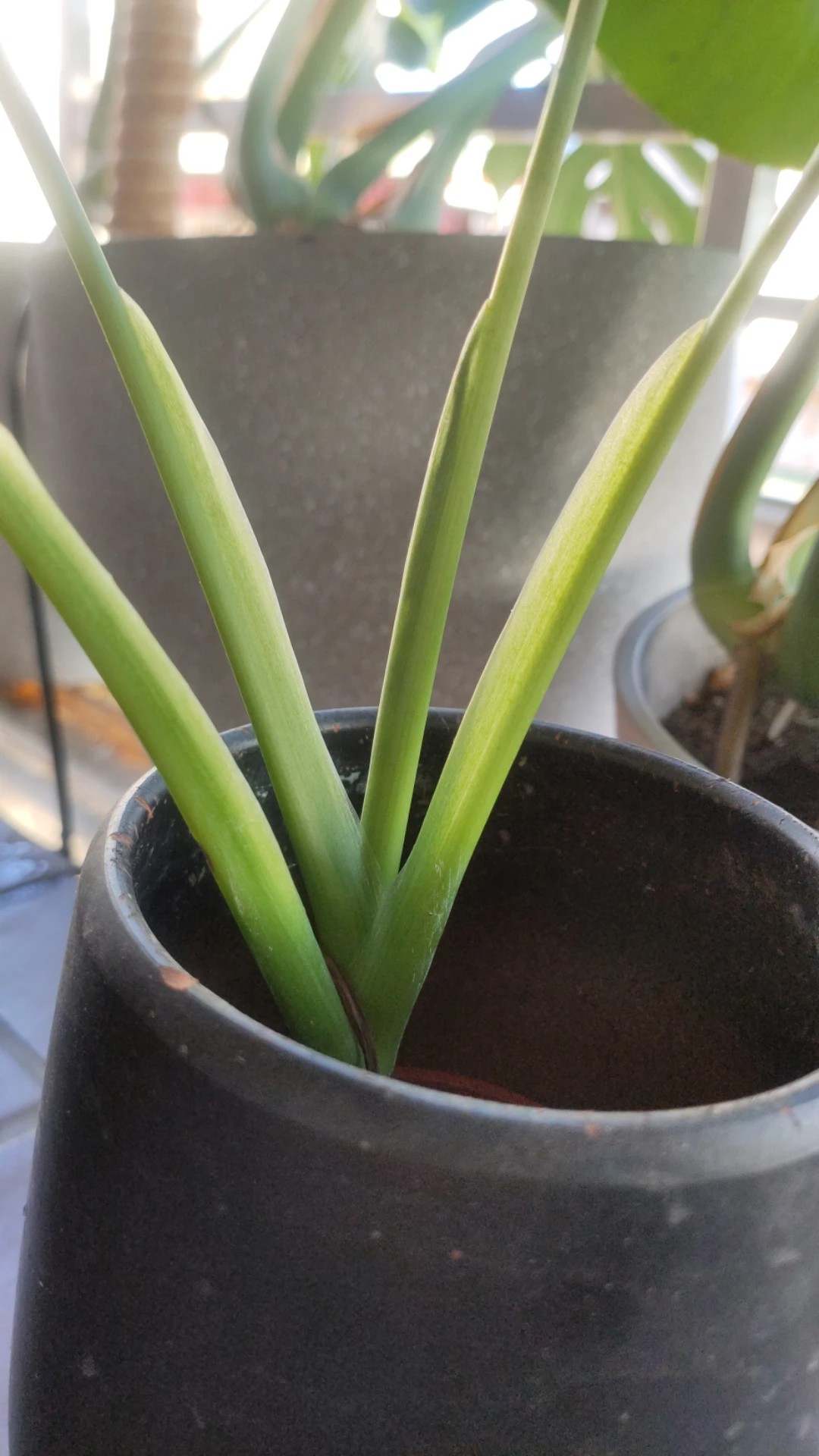 Wie behandelt man die Krankheit Pilze bei Monstera obliqua?