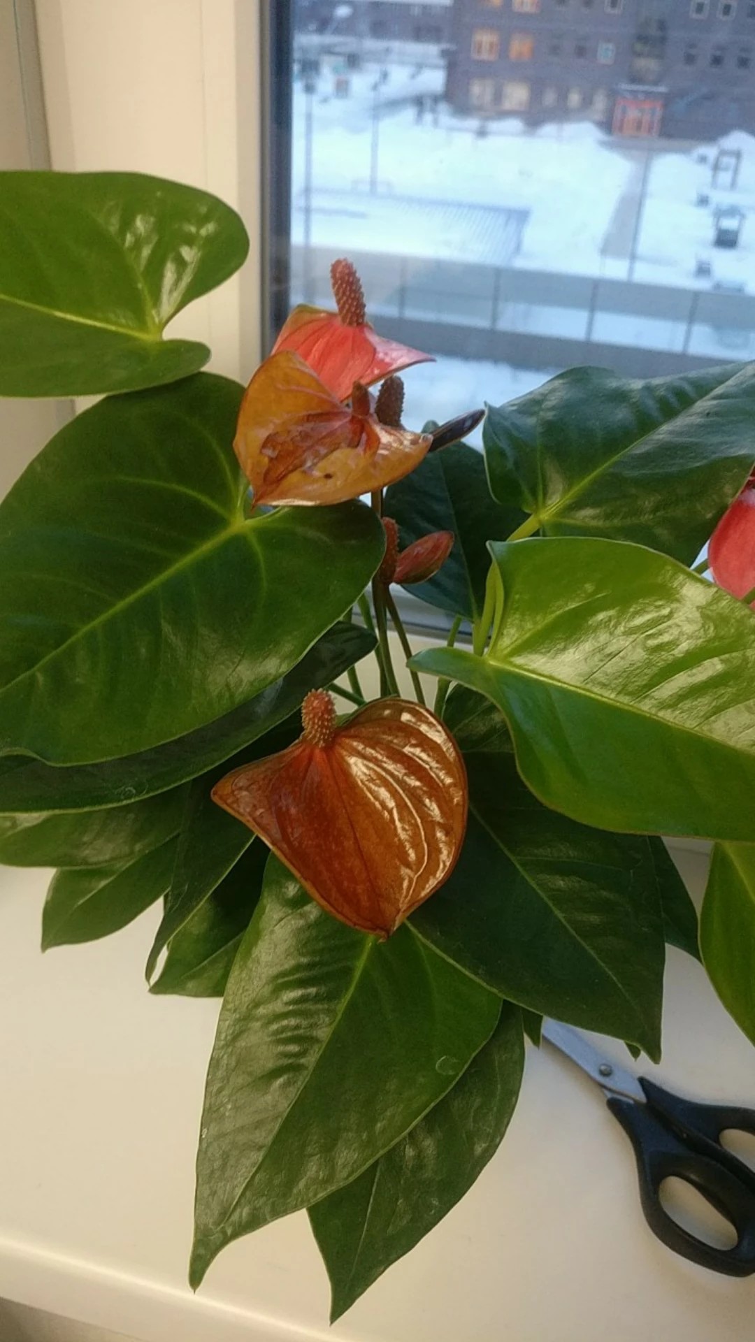 Symptômes de flétrissement bactérien sur aubergines (photos : S. Salgon