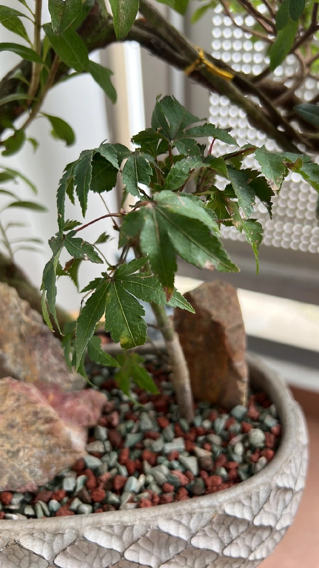 モミジの赤斑病の治療方法は？