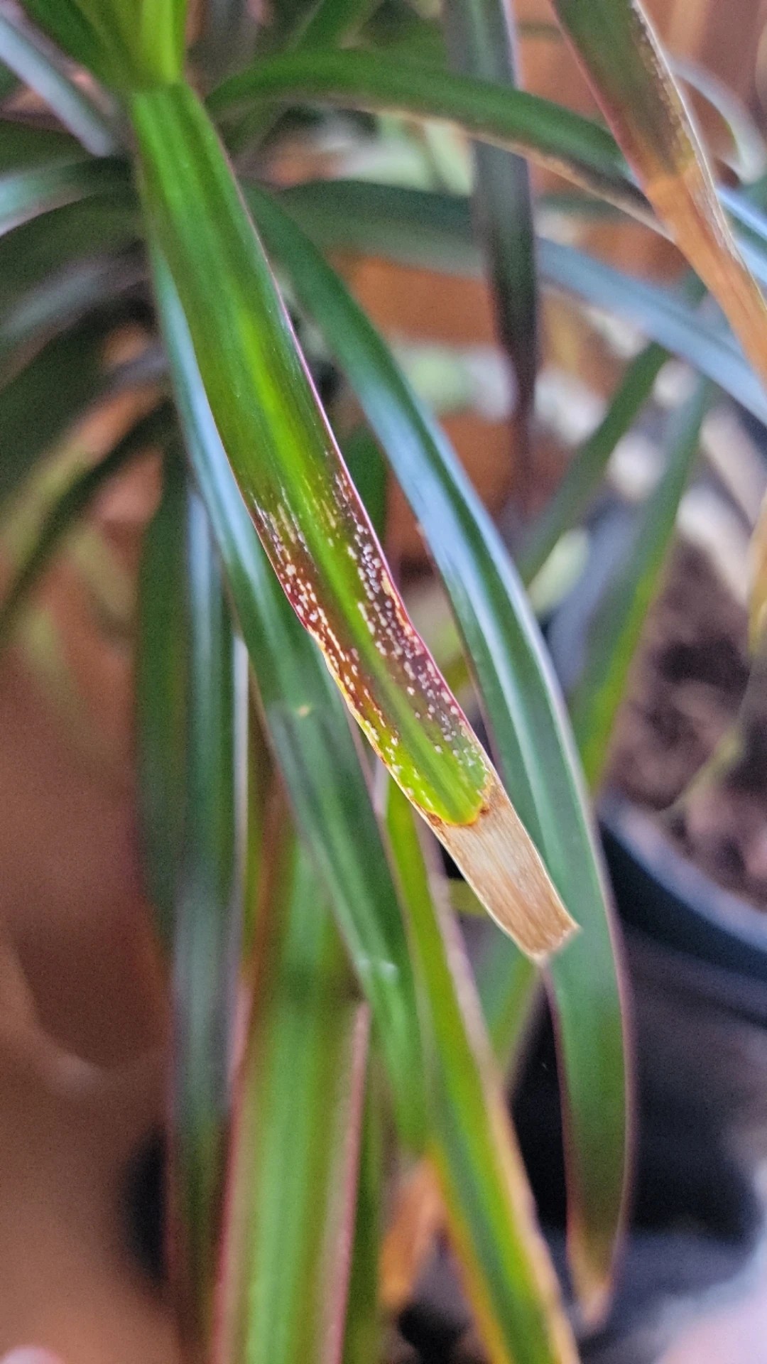 How to Treat Leaf blight Disease on Song of india?