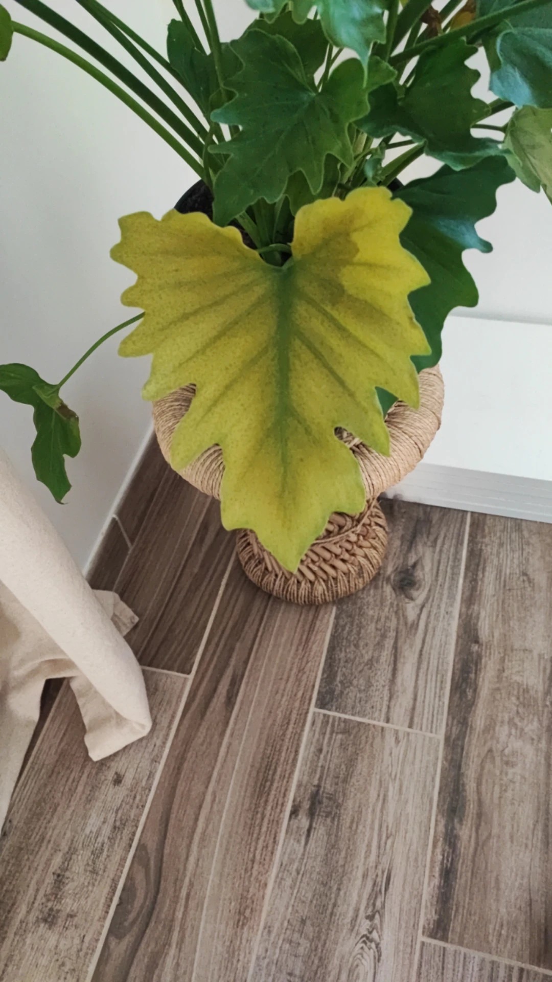 Wie behandelt man die Krankheit Braune Flecken bei Baum-Philodendron?