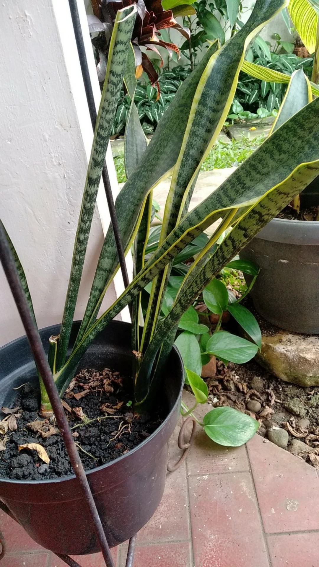 grow buddha bonsai food Grow Buddha