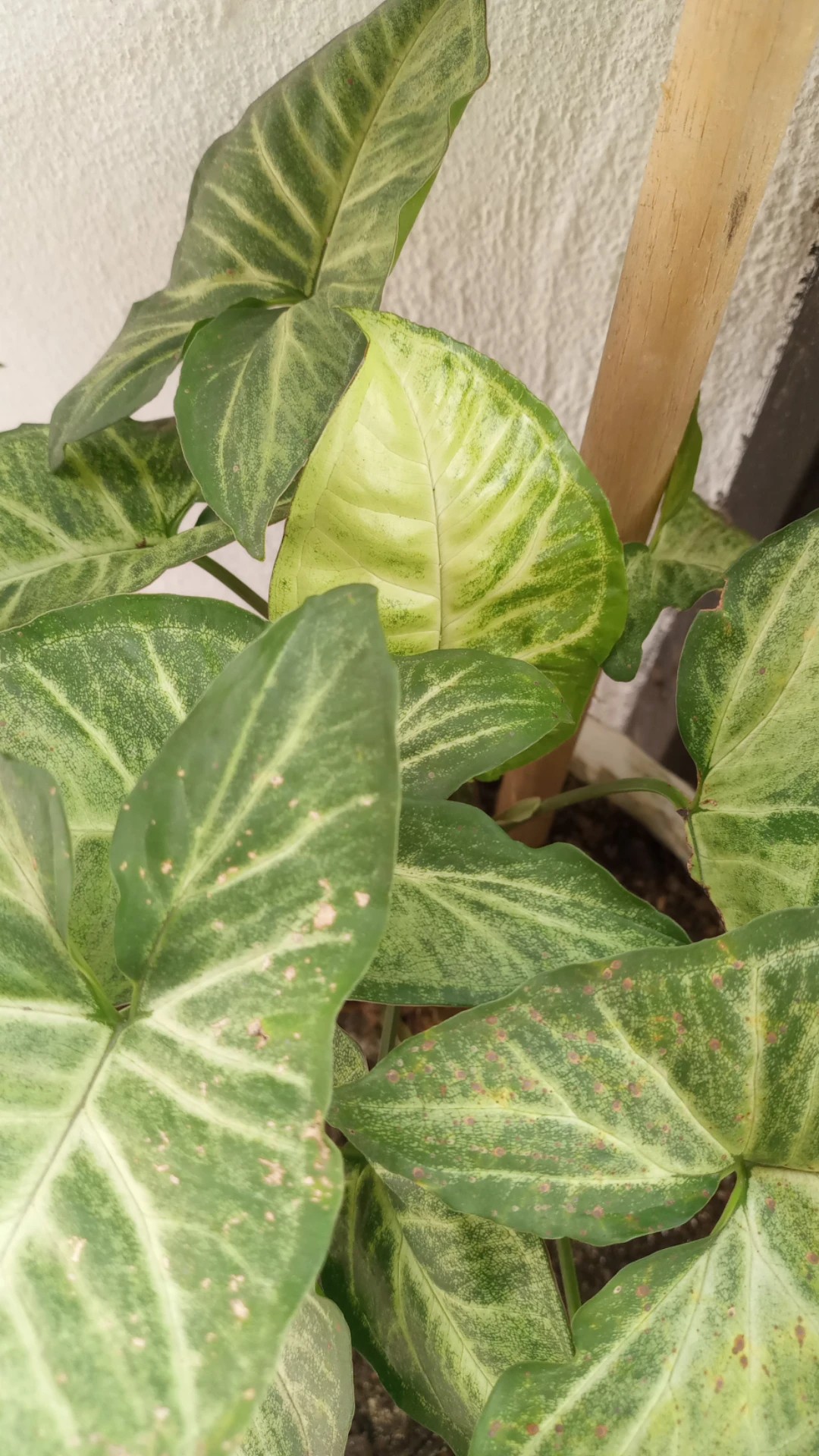 Sekstil quyosh xonim