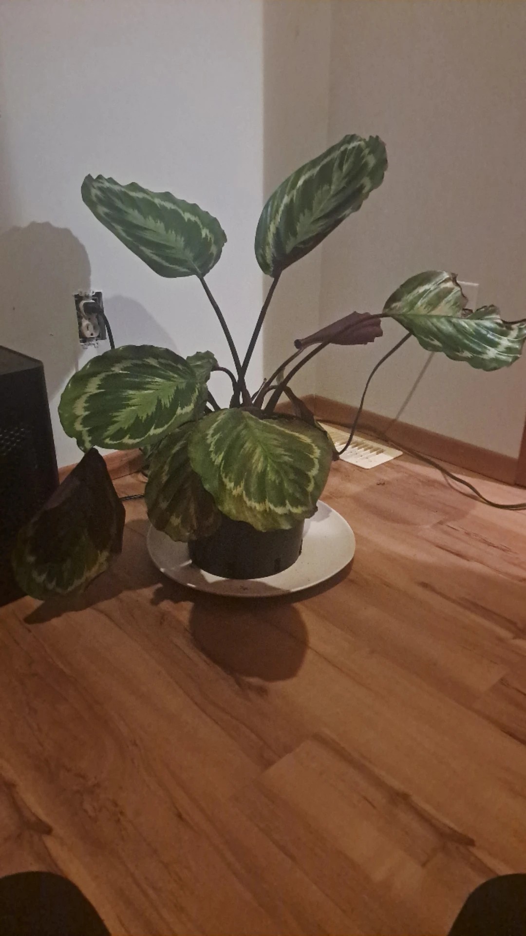 How to Treat Leaf rot Disease on Rose-Painted Calathea?