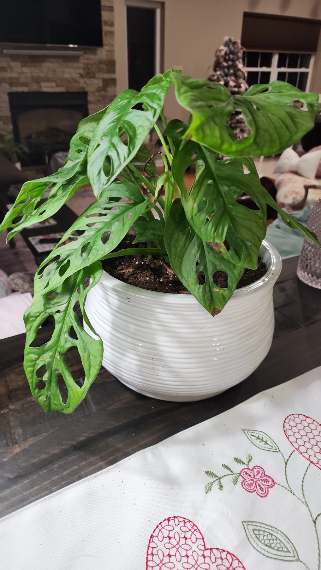 Wie behandelt man die Krankheit Braune Flecken bei Monstera obliqua?