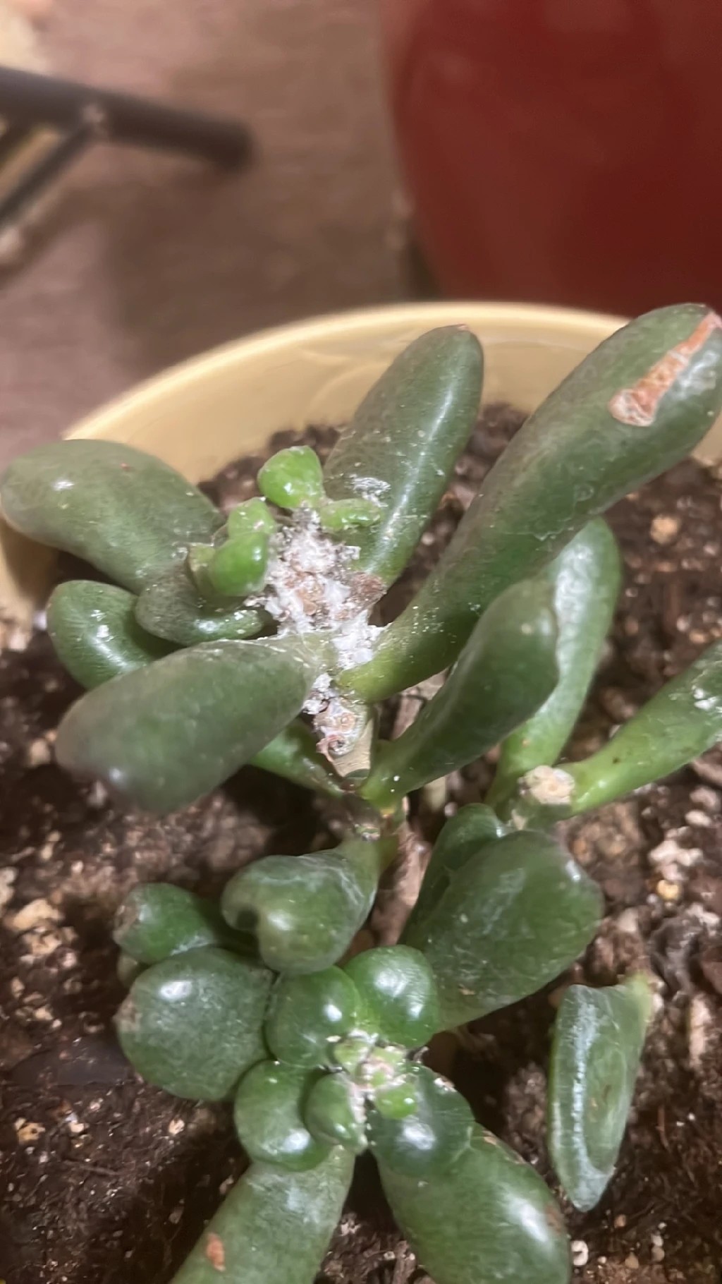 How to Treat Mealybugs Disease on Gollum jade?