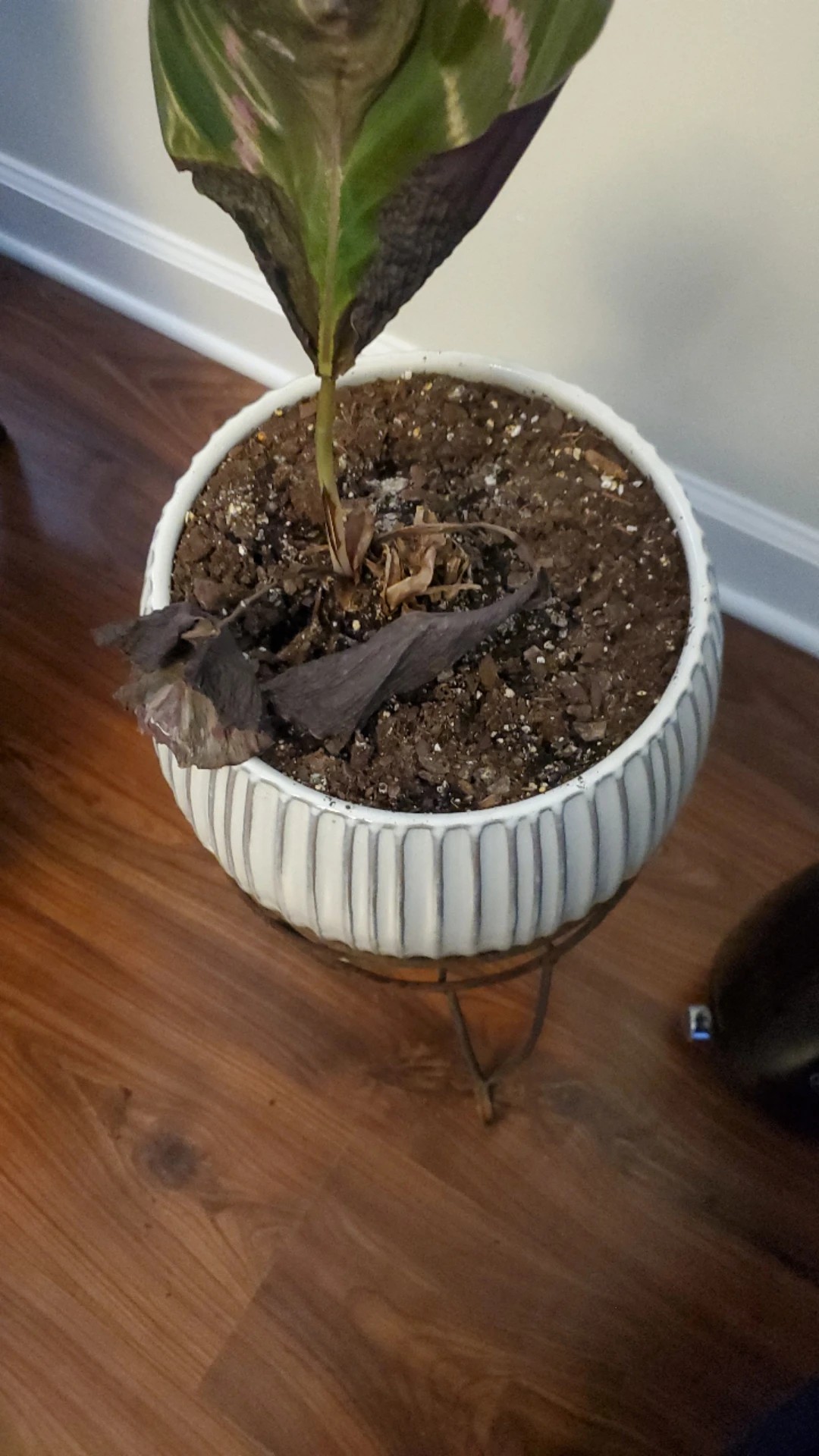 calathea topfgröße Jetzt die Calathea im 3er-Set kaufen