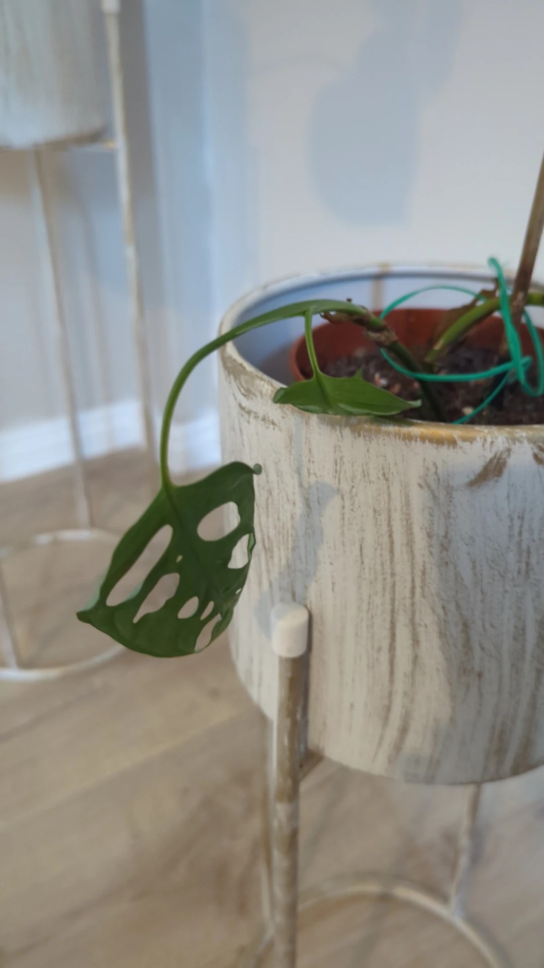Wie behandelt man die Krankheit Weier Fleck bei Monstera obliqua?