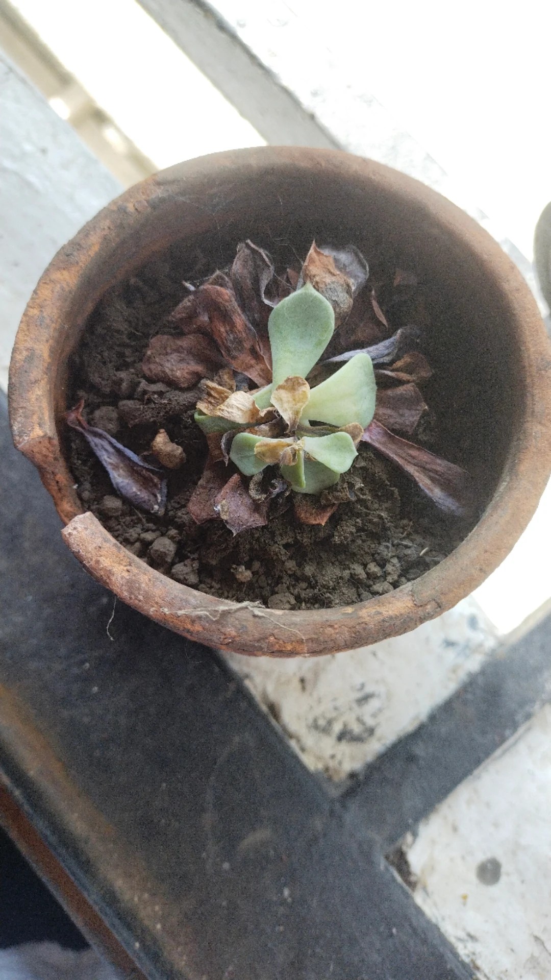 How to Treat Soft Rot Disease on Blue echeveria?
