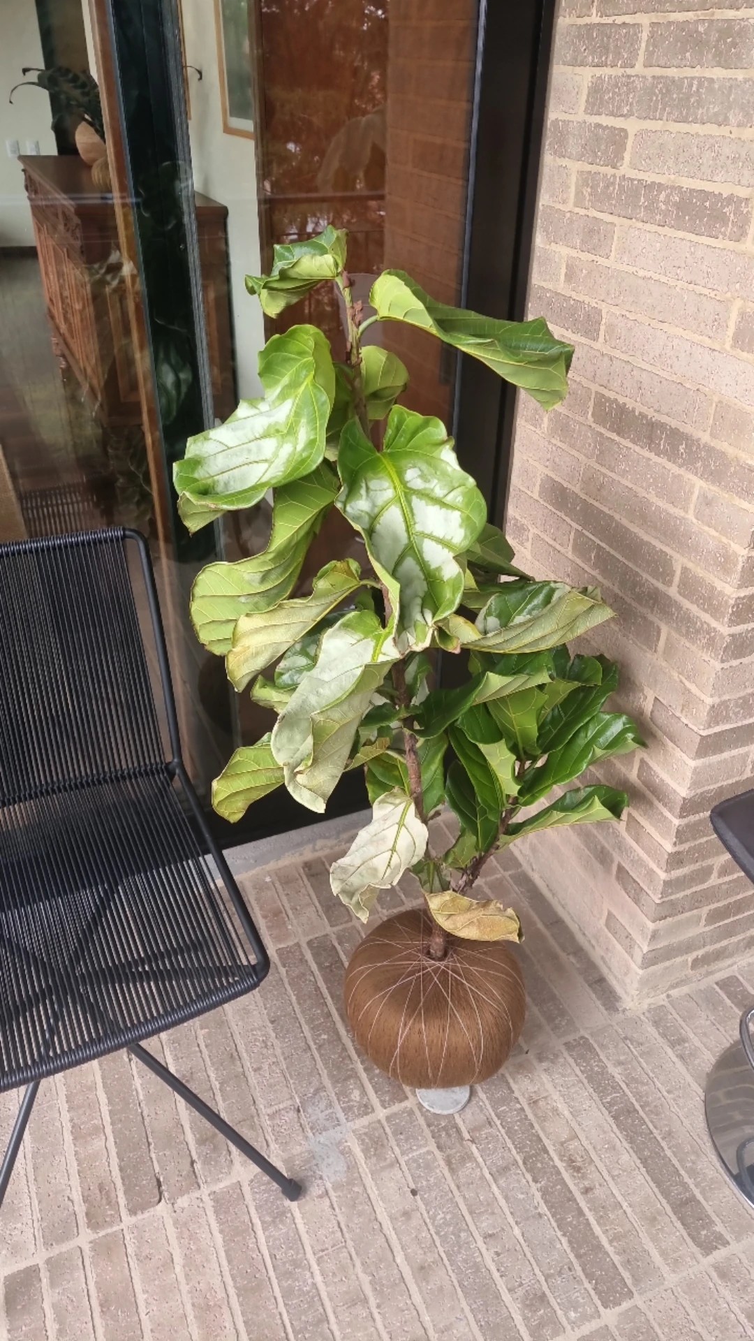 How to Treat Wilting Disease on Fiddle-leaf fig?