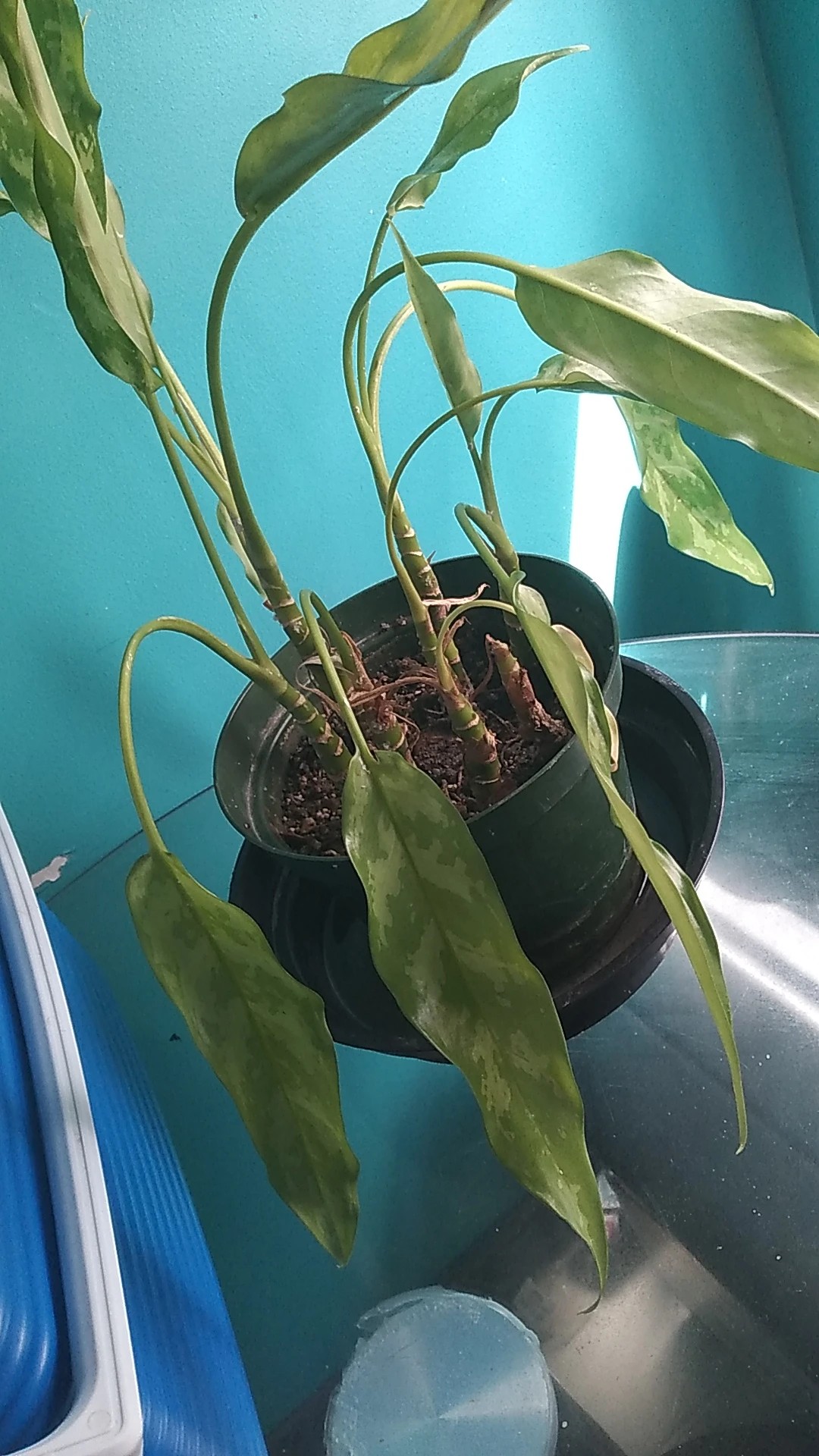 Comment traiter la maladie Flétrissement pour Aglaonema
