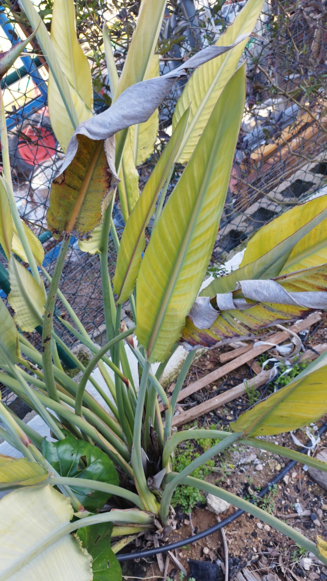 Wie behandelt man die Krankheit Braune Flecken bei Paradiesvogelblume?