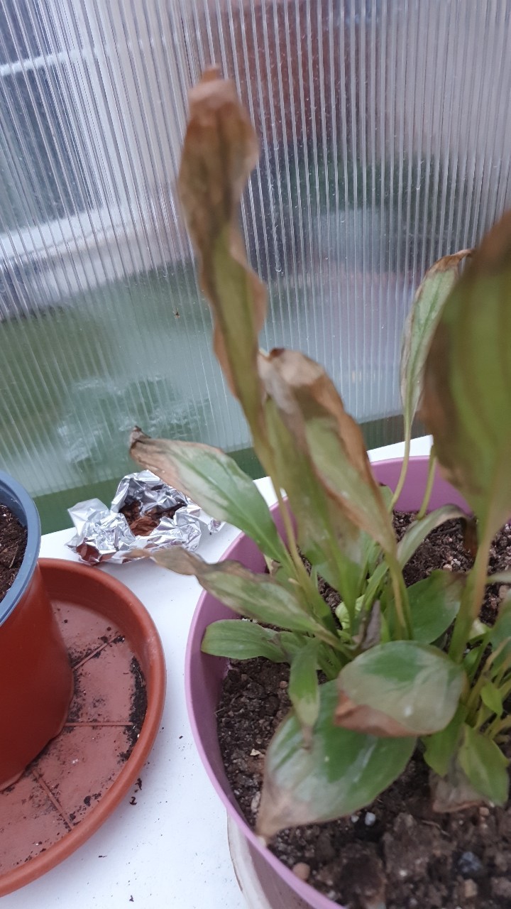 How to Treat Leaf blight Disease on Peace lily?