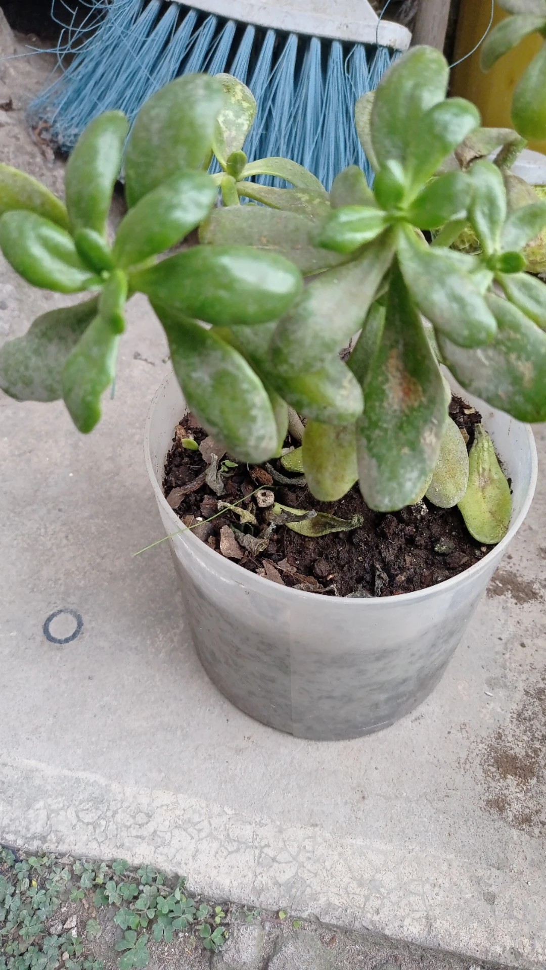 How to Treat Brown blotch Disease on Jade plant?