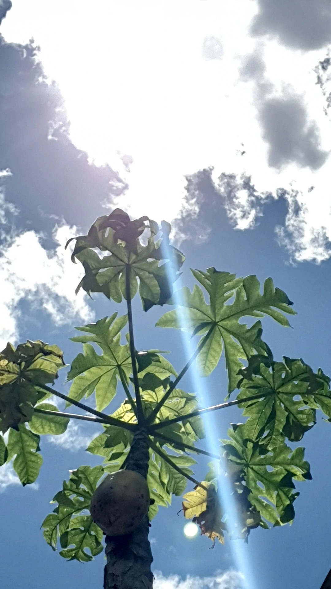 How to Treat Brown blotch yellow edge Disease on Papaya?