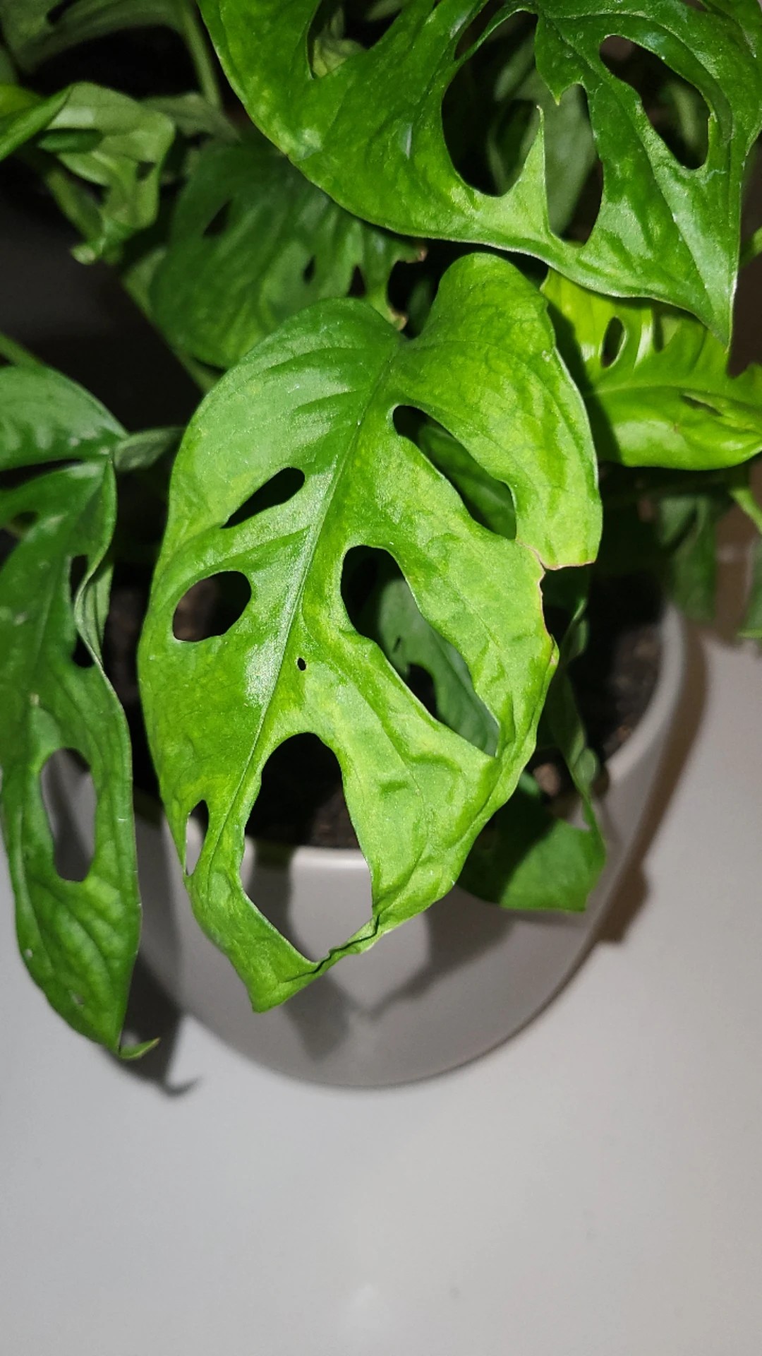 monstera wo hinstellen Monstera deliciosa | Fensterblatt