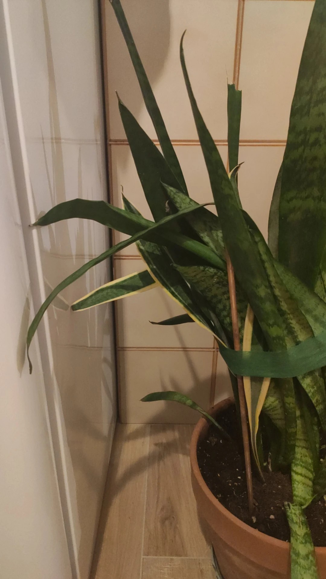 How to Treat Leaf blight Disease on Snake plant?