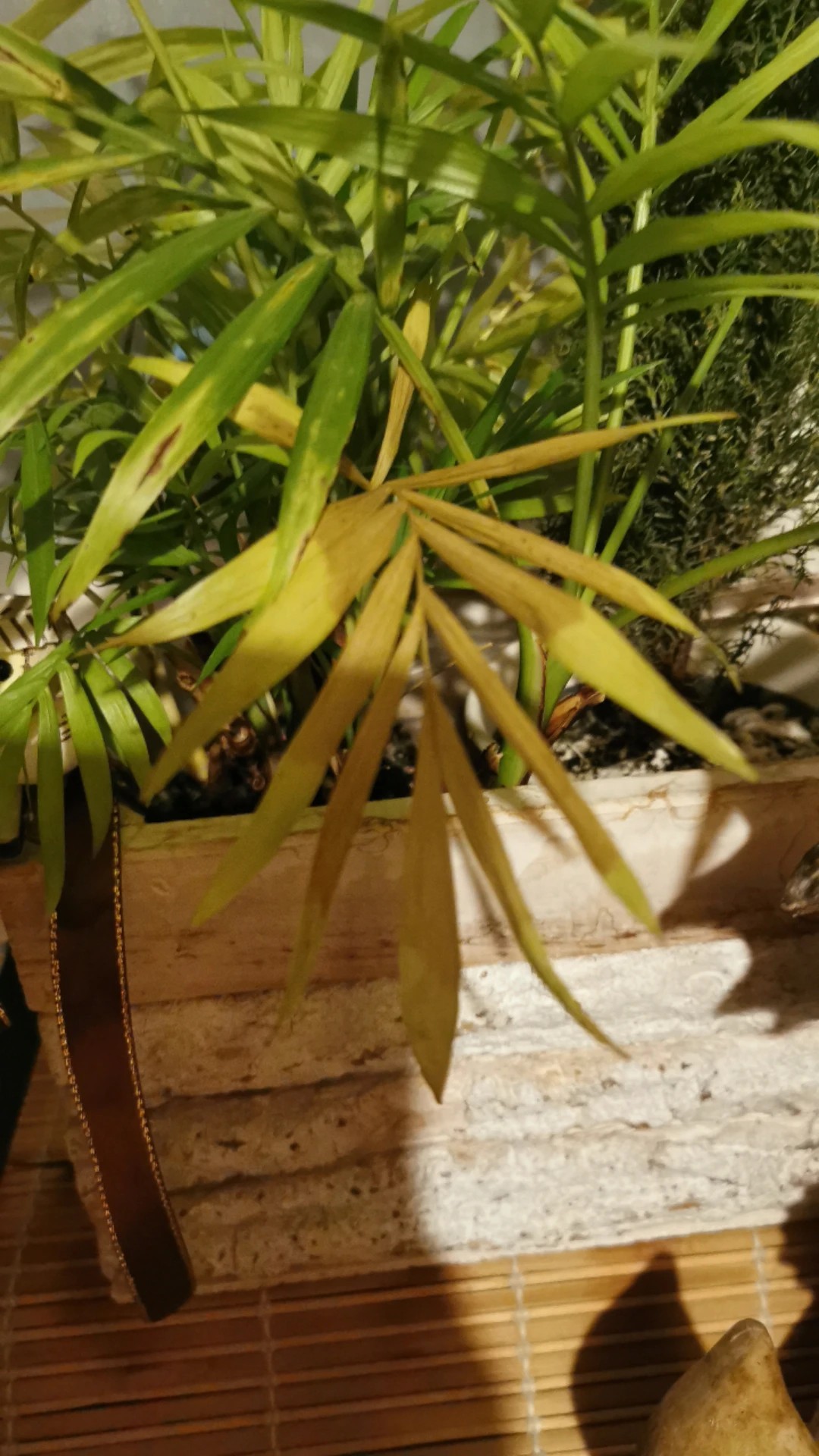 How to Treat Brown blotch Disease on Parlor palm?