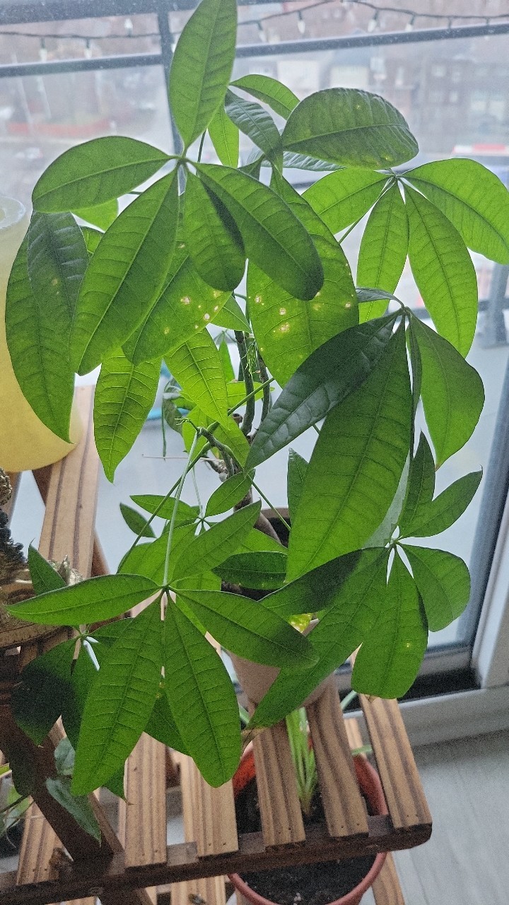 How to Treat Brown blotch Disease on Money tree?