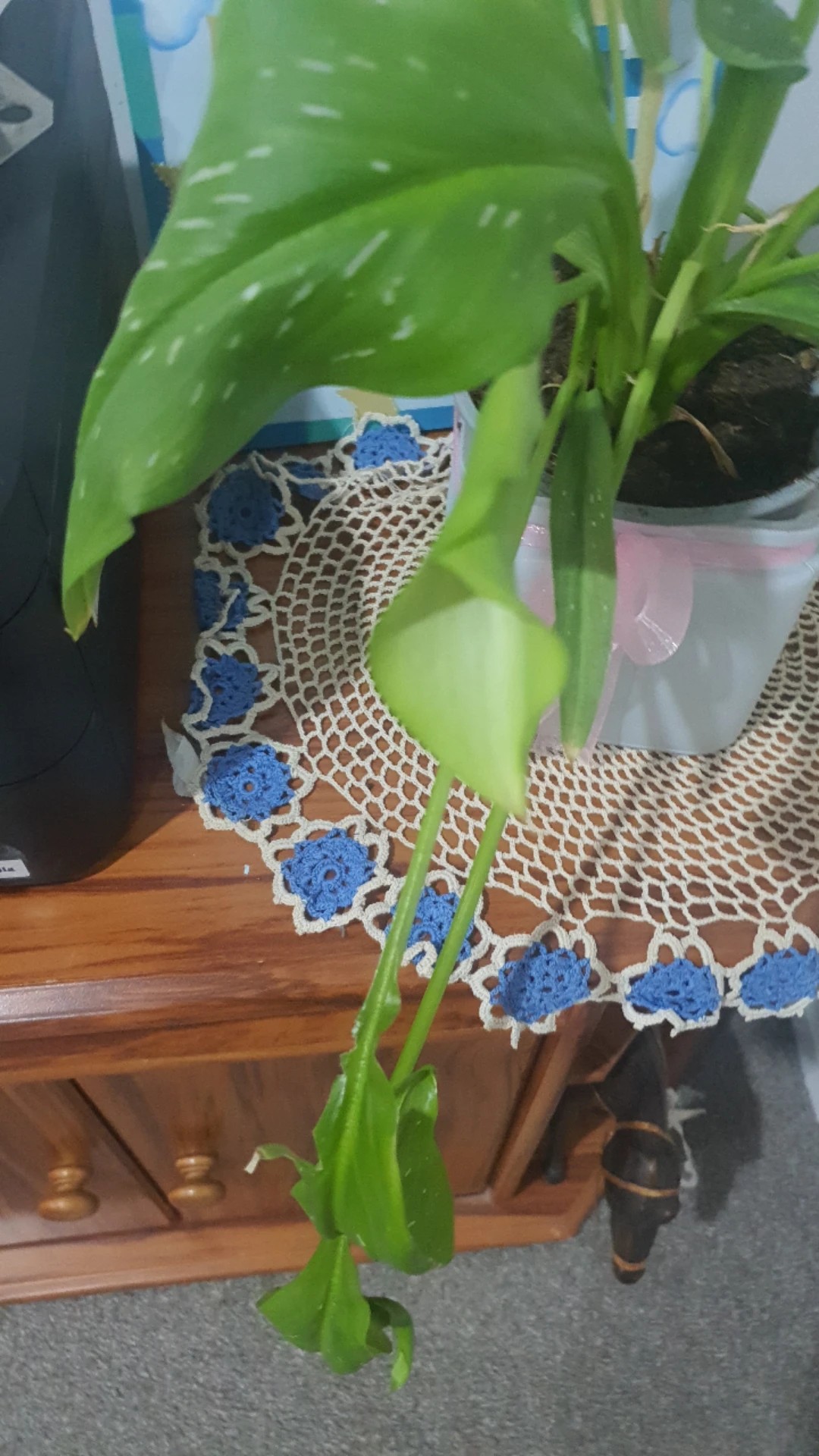 How to Treat Wilting Disease on Pink calla lily?