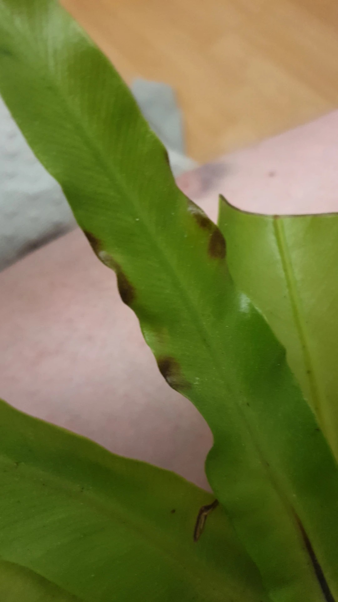 How to Treat Leaf rot Disease on Bird'snest fern?