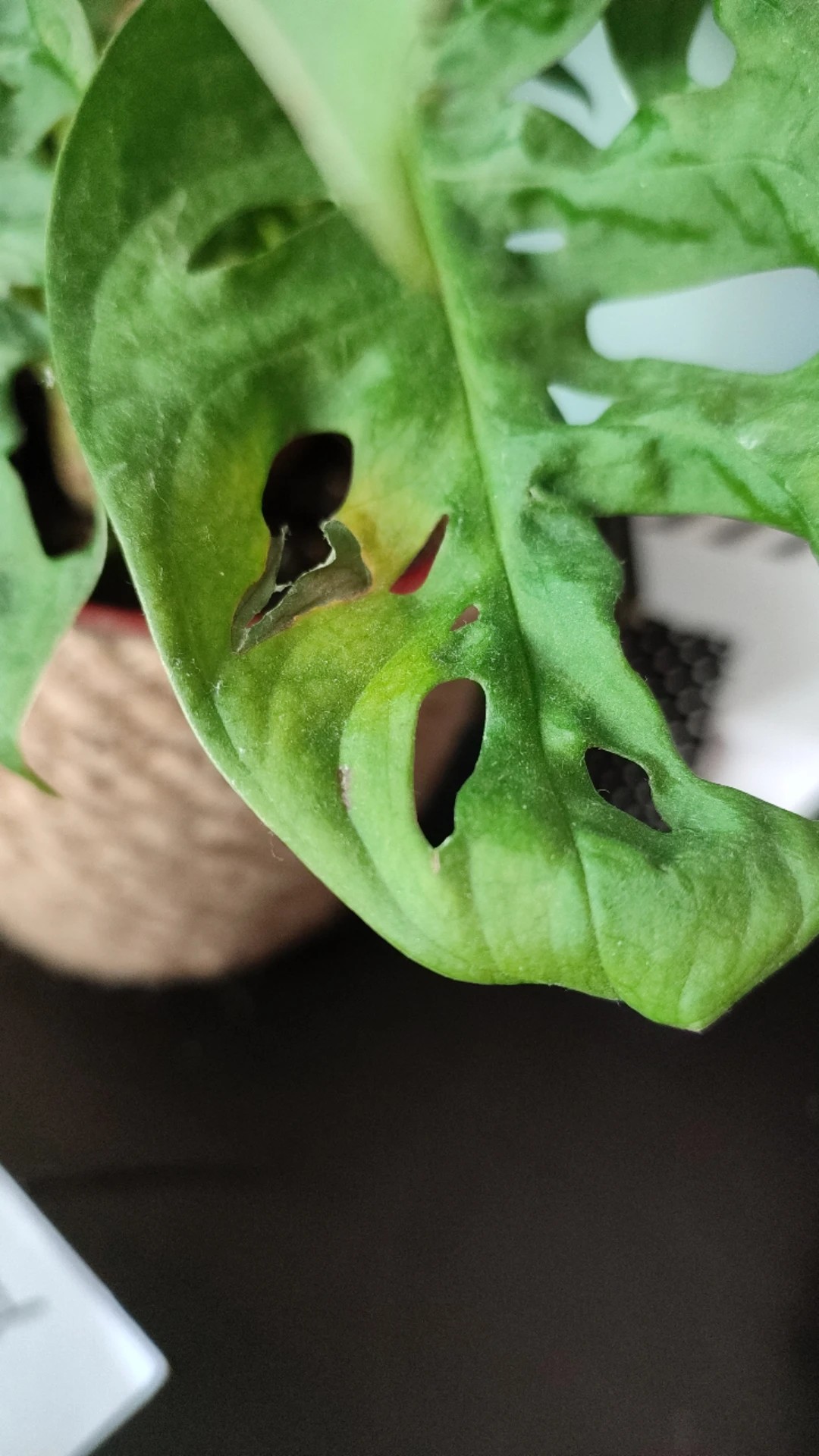 Wie behandelt man die Krankheit Braune Flecken bei Monstera obliqua?