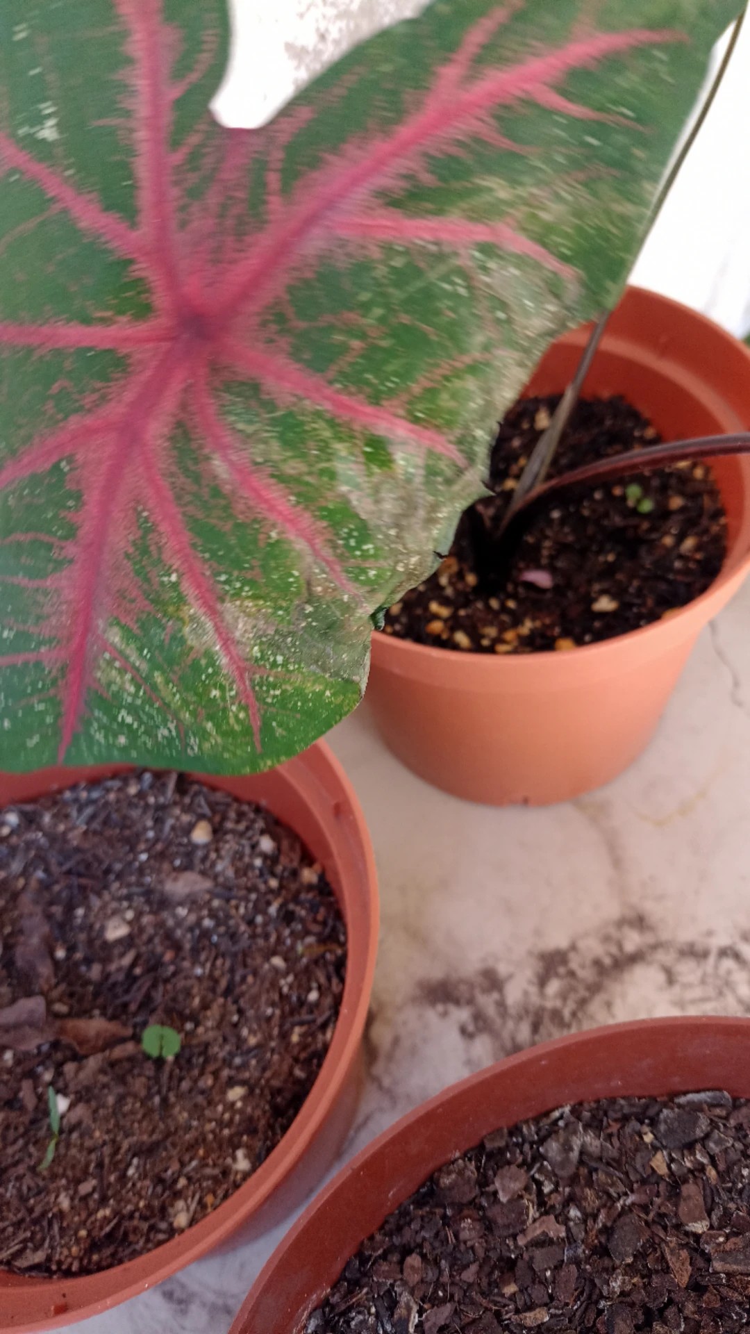 Wie behandelt man die Krankheit Pilze bei Elefantenohr?
