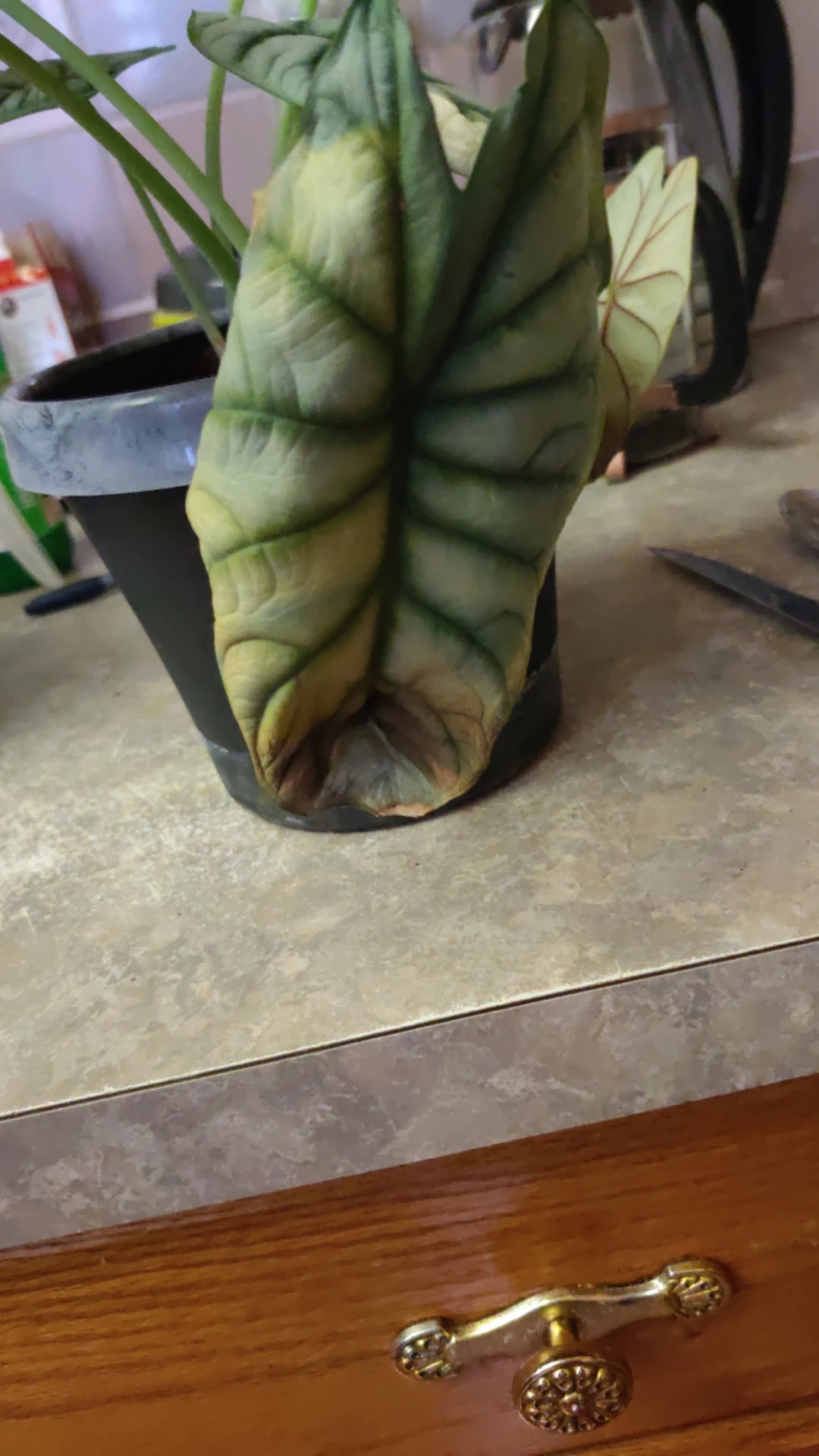 How to Treat Leaf rot Disease on Heart of jesus?