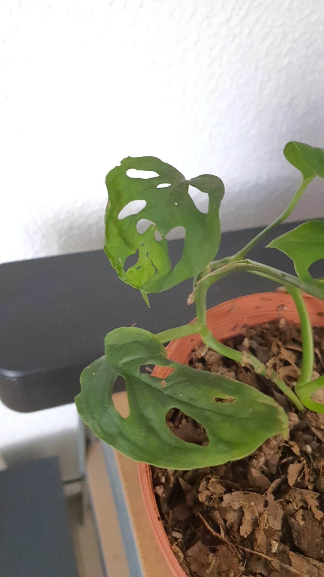 How to Treat Brown blotch yellow edge Disease on Monstera obliqua?
