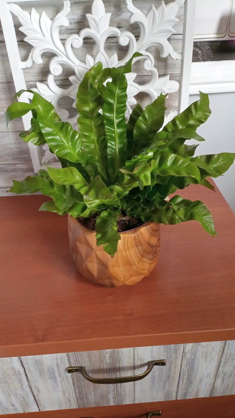 How to Treat Leaf rot Disease on Bird'snest fern?