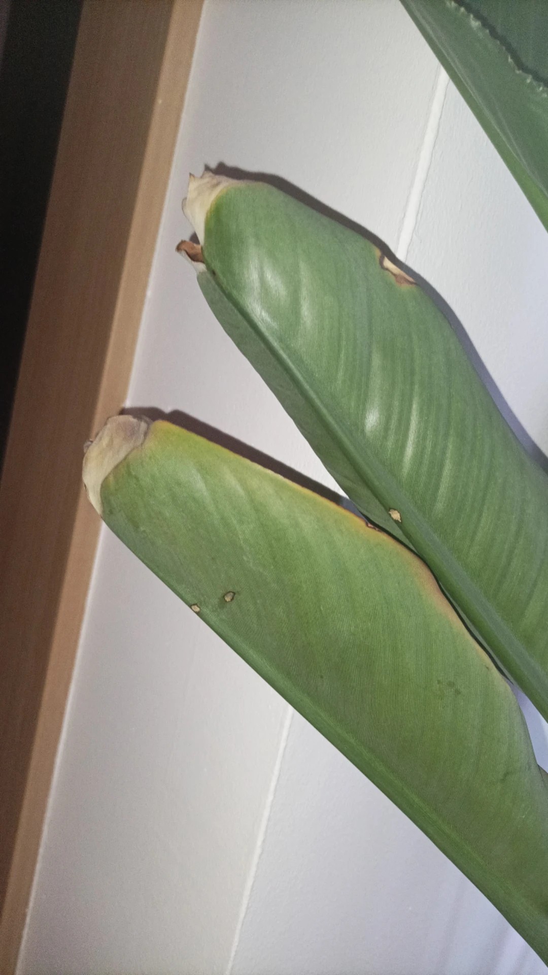 Wie behandelt man die Krankheit Braune Flecken bei Paradiesvogelblume?