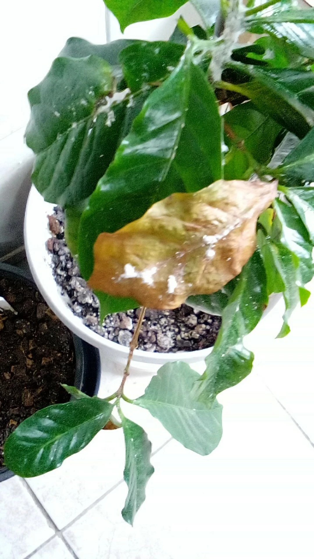 portugiesischer kirschlorbeer im kübel schneiden Portugiesischer Kirschlorbeer Tico® (Prunus lusitanica 'Tico®') | 40-60 cm  im Topf