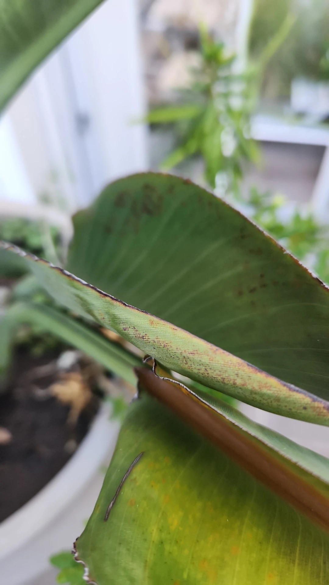 Wie behandelt man die Krankheit Braune Flecken bei Paradiesvogelblume?