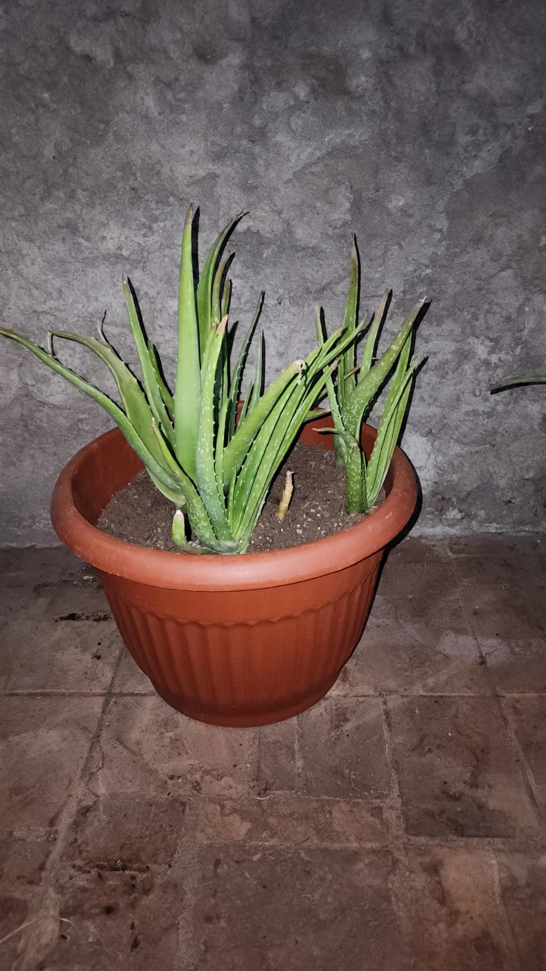 wann aloe vera saft trinken Bio Aloe Vera Saft – Natürlicher Vital-Drink für Dich main image 1