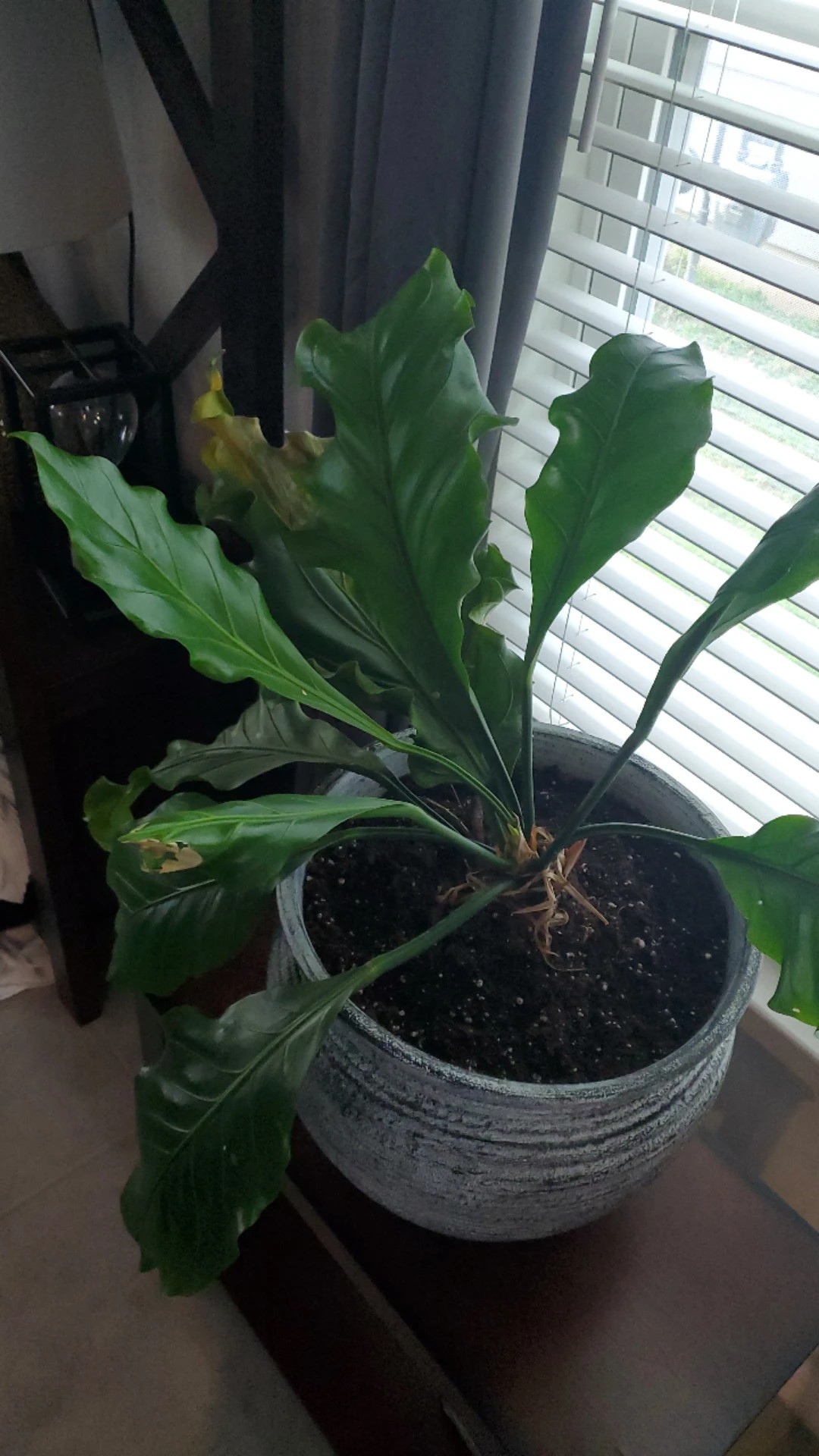 How to Treat Leaf rot Disease on Bird'snest fern?