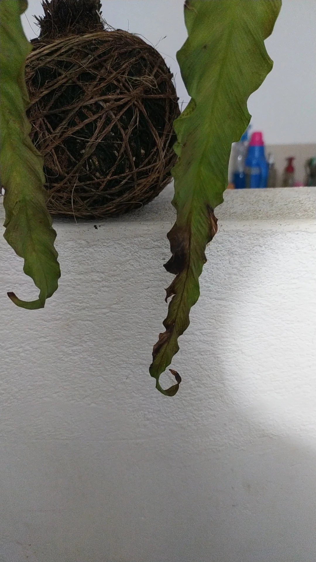 How to Treat Leaf rot Disease on Bird'snest fern?